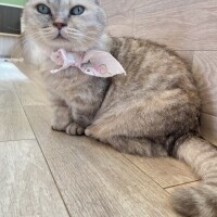 かりん