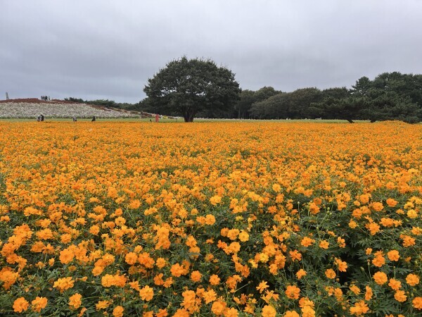 お礼と次回の出勤予定日▶︎▷