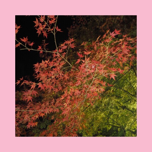 ▶︎▷来週の出勤予定♡