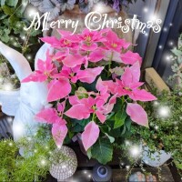 ミライ【マダムコース】