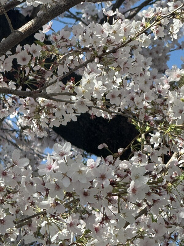 本日、出勤します
