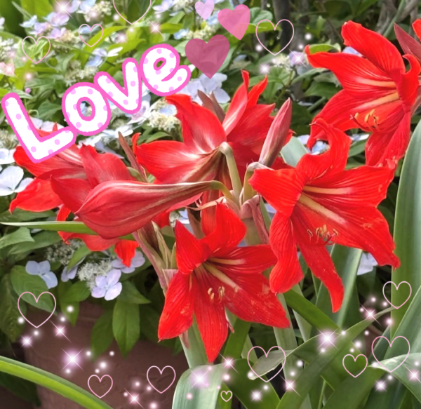 ♡ありがとう♡