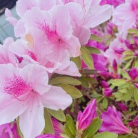 飛鳥(あすか)
