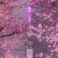 飛鳥(あすか)
