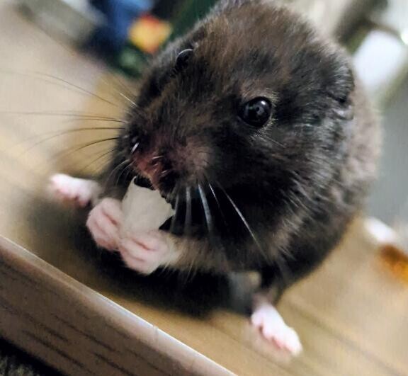 梨美味しい????