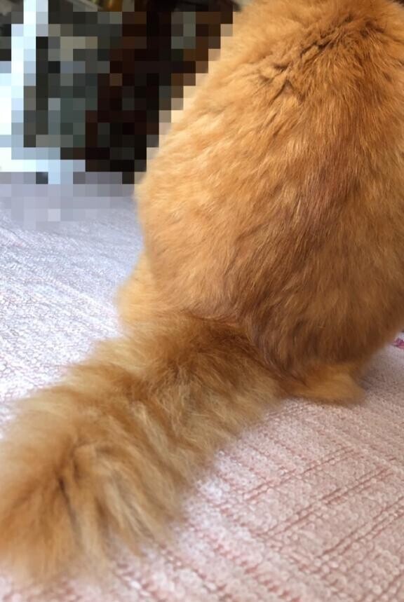 にゃんにゃん?