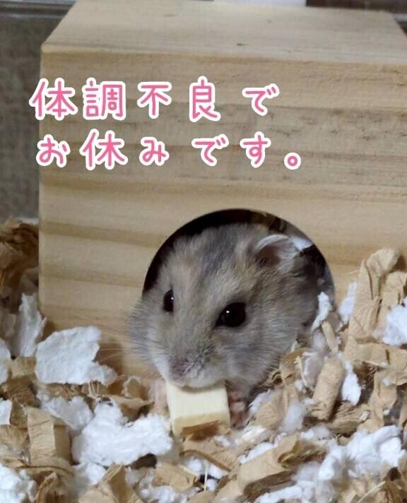 お休みします??