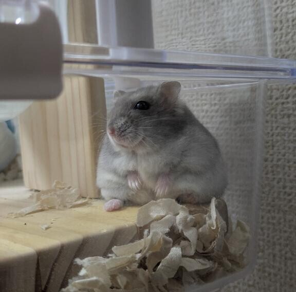 にぎにぎ?