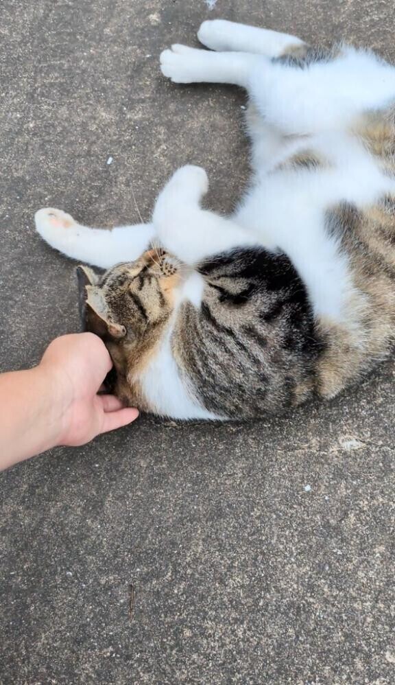 猫ハンター??