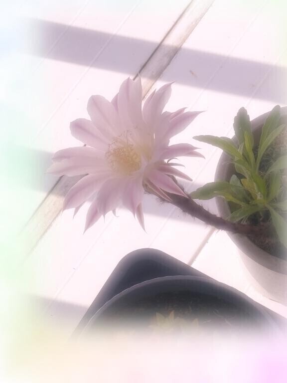シフト追加?