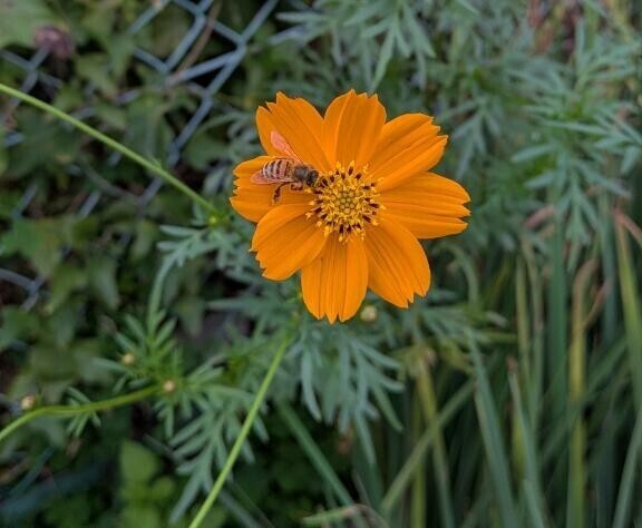 ぶんぶんぶーん♪