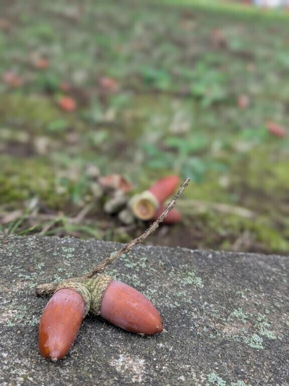 どんぐりぐりころころ～♪