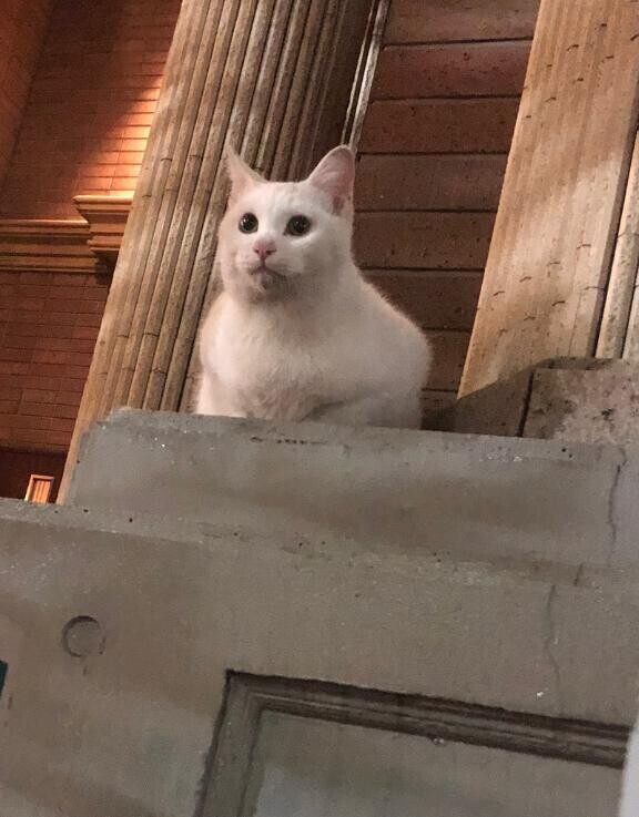 こ゛め゛ん゛な゛さ゛い゛ぃ゛