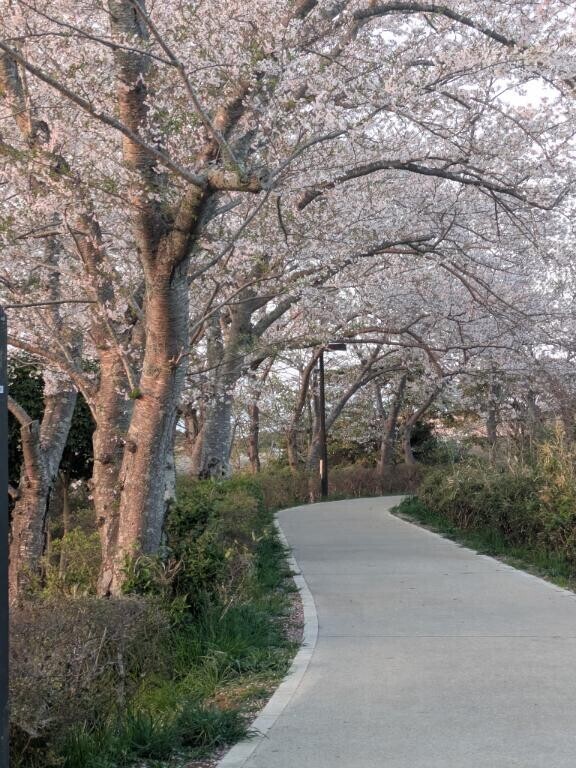 桜?