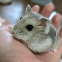 ちはる
