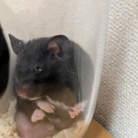 ちはる