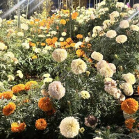 体調不良について