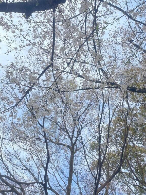 お花見してきたよ🌸