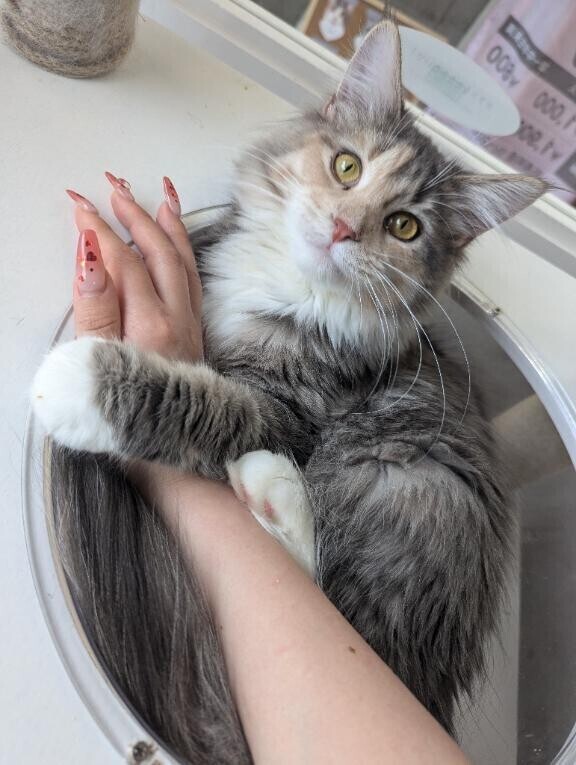 残り空き枠🎀