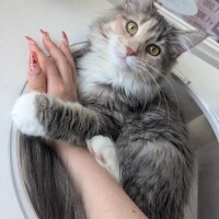 うさ