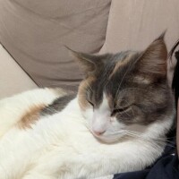 うさ
