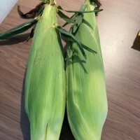 🌽朝収穫の初モノ🌽
