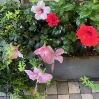 🌺