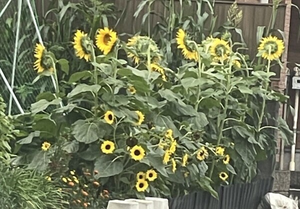 🌻✨