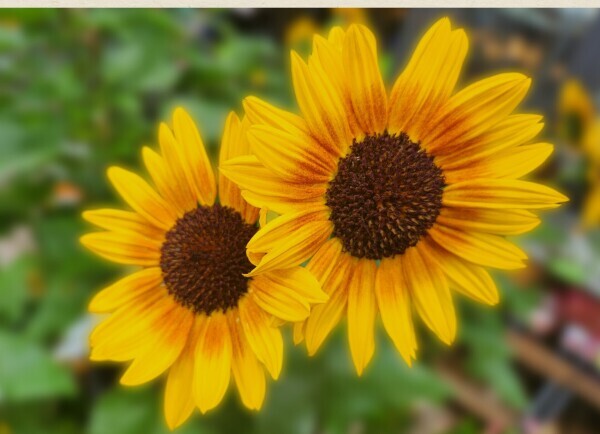 ひまわり🌻