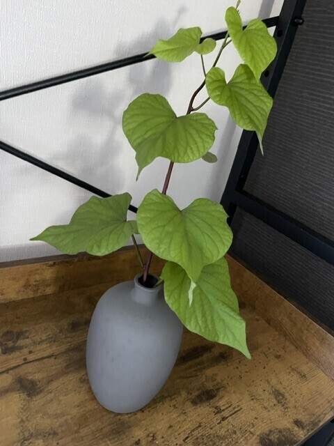 🫧🌿🫧