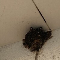 こんばんは