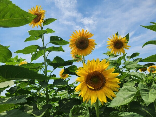 8月🌻✨