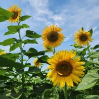 8月🌻✨