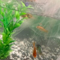 こんばんは