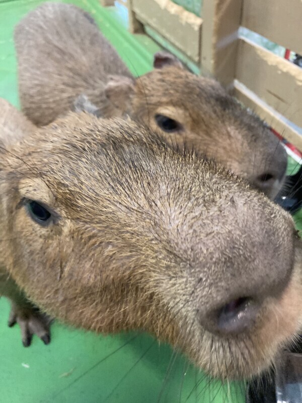 こんばんは