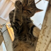 おはよう