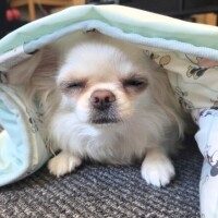 こんにちは🪷