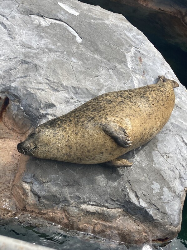 おはようございます