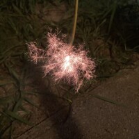 こんばんは