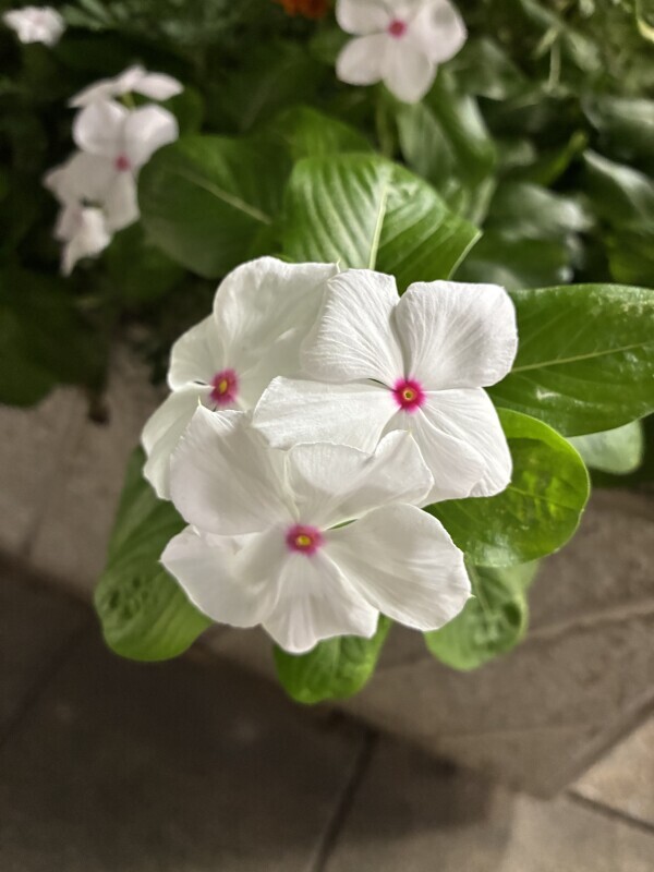 おはようございます🦋