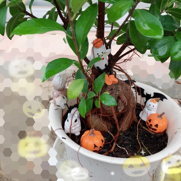 こんばんは