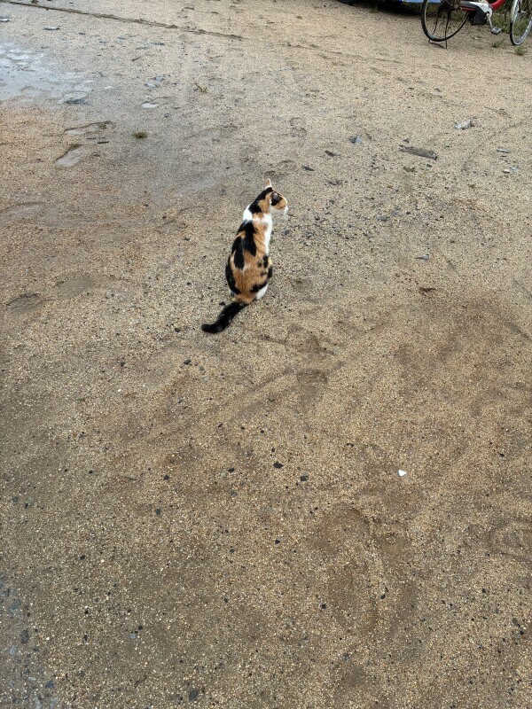 おはよ🐈🐾