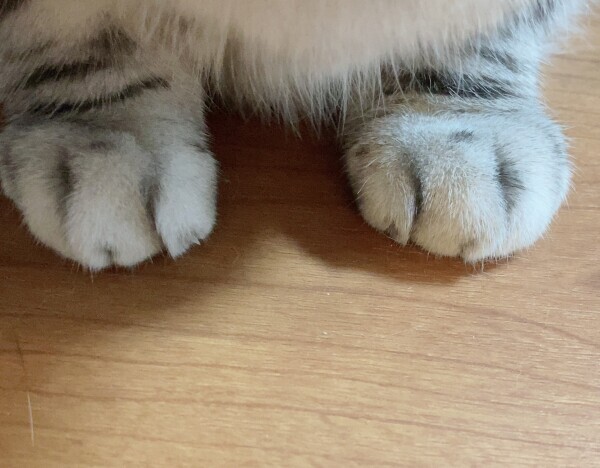 こんばんは