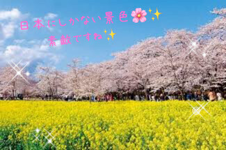 もうすぐですね😌🌸✨️