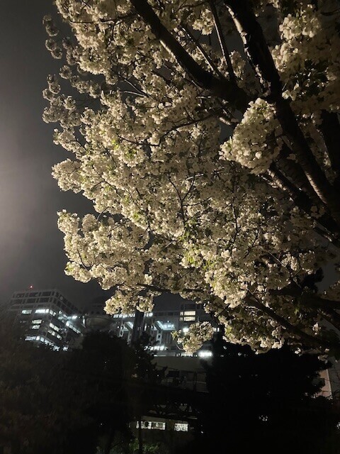 今日の格言