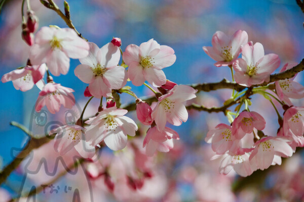 🌸