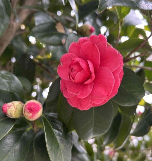 桜もいいけど、こっちもいいよ