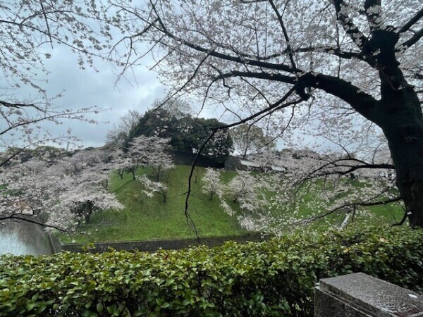 🌸お花見🌸