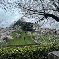🌸お花見🌸