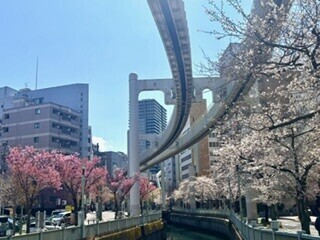桜